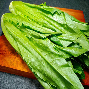 新鲜油麦菜新鲜青菜蔬菜生菜清炒涮火锅绿色蔬菜自然嫩脆甜可口