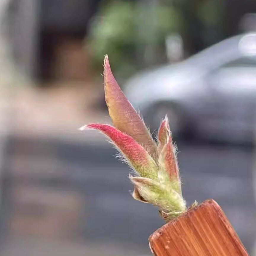 2024年开春第一茶 头春茶云南花香野生紫芽苞古树白芽孢茶普洱茶