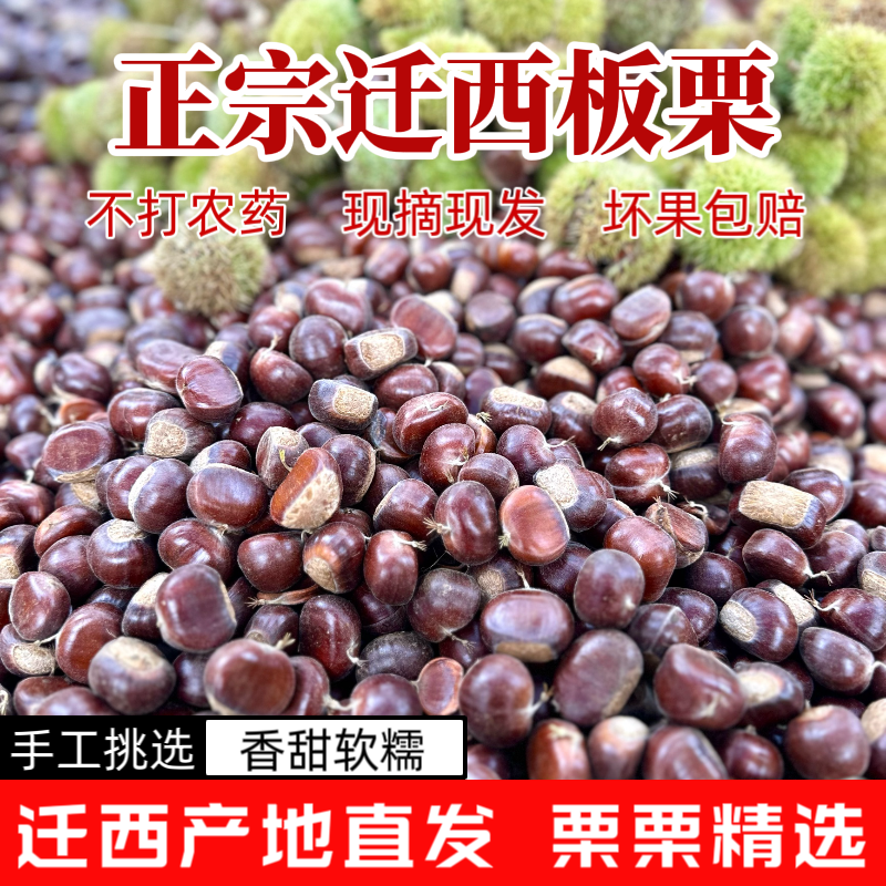 正宗迁西板栗生鲜栗子3113河北栗子野生小毛栗燕山板栗产地直发