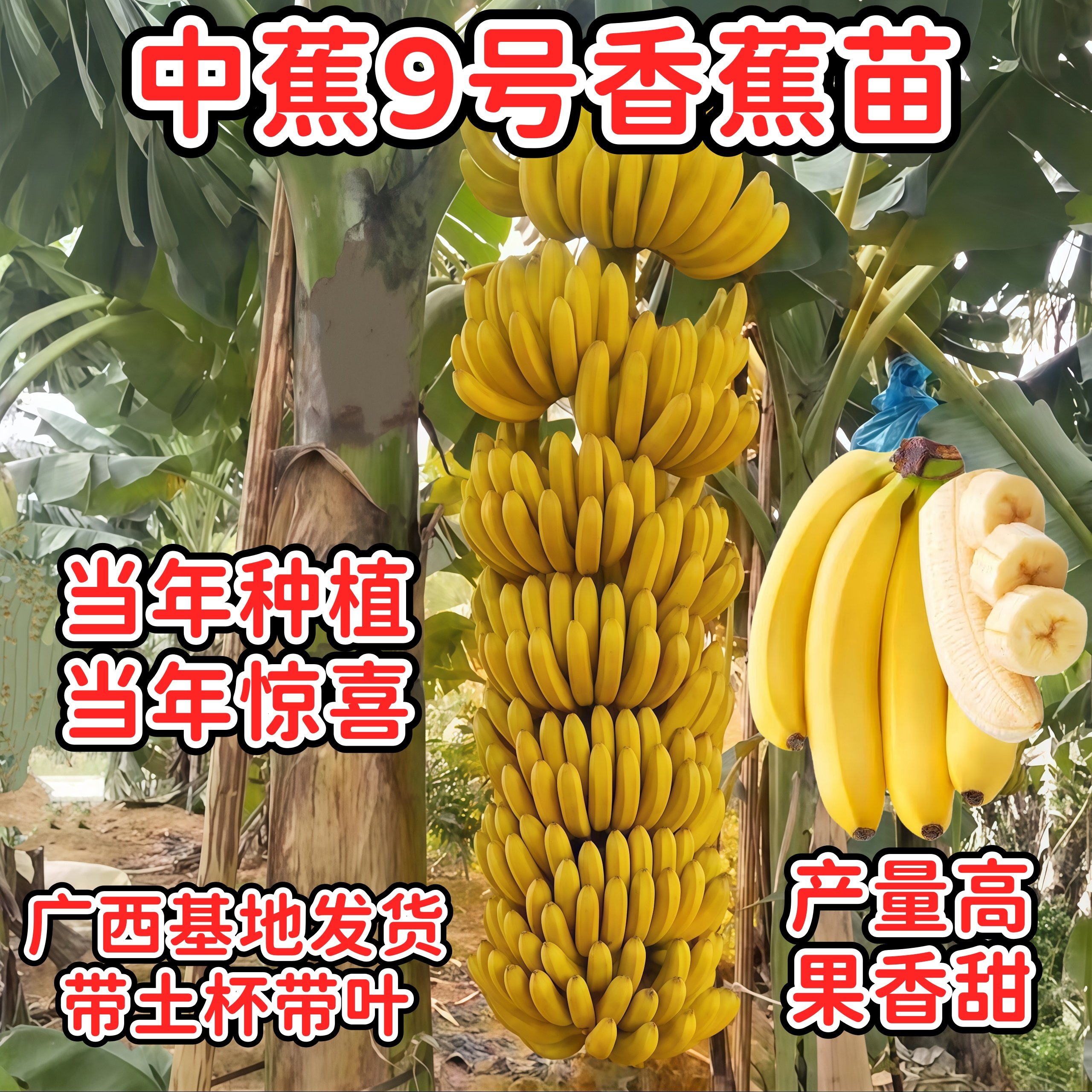 香蕉树苗耐寒中蕉9号香蕉树苗当年结果高产庭院盆栽矮化小苗常绿