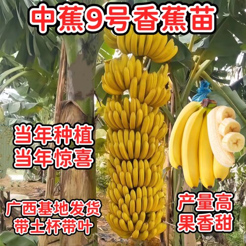 中蕉9号香蕉树苗产量高当年结果