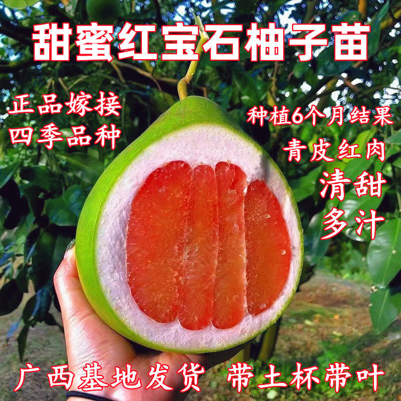 甜蜜红宝石柚子树苗青柚嫁接苗青皮红肉脆甜多汁南北方盆栽带土