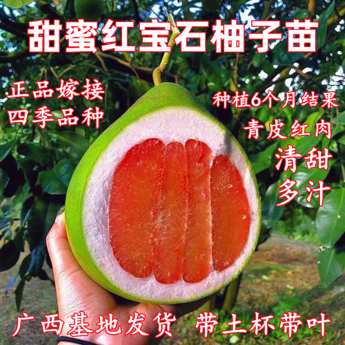 红宝石柚子树苗盆栽脆甜柚子树苗