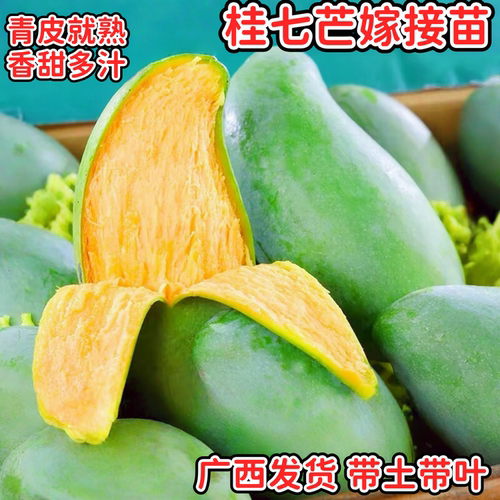 桂七芒树苗芒果树纯甜种植盆栽