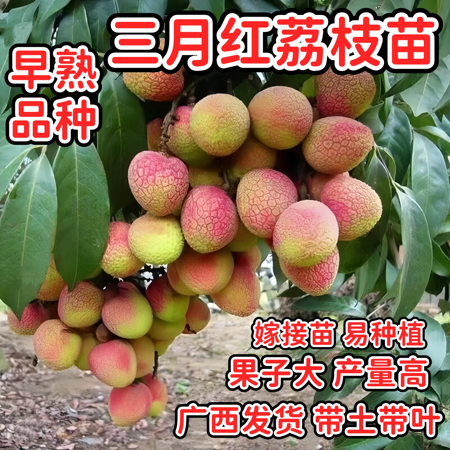 三月红荔枝苗早熟品种正宗嫁接苗南方阳台庭院盆栽地栽种植果树苗