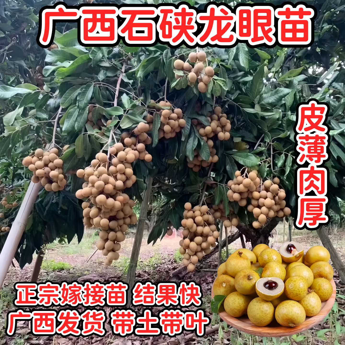 广西石硖龙眼苗早熟核小肉厚当年结果南方阳台盆栽地栽龙眼树苗
