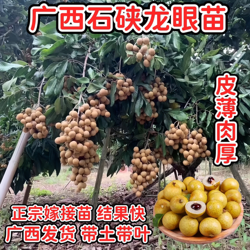 石硖龙眼苗高产香甜核小庭院盆栽