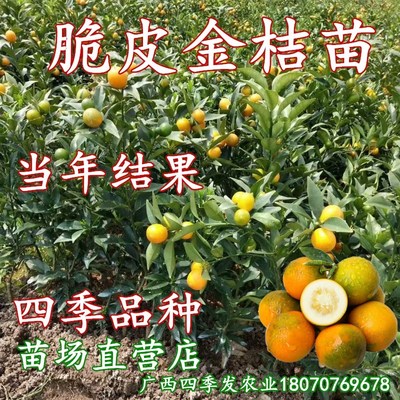 脆皮金桔树苗脆甜无酸四季结果