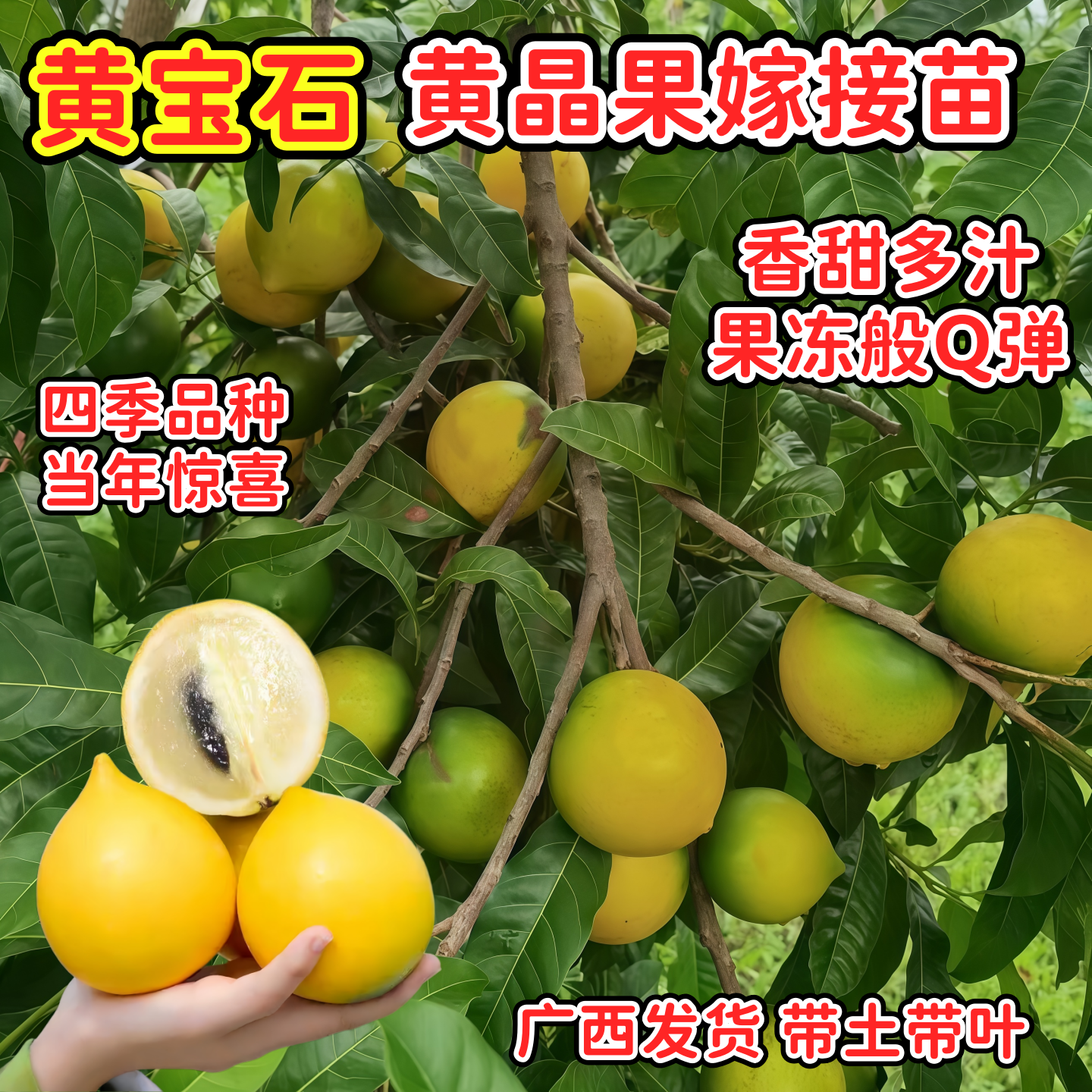 广西黄晶果苗黄晶果树果苗黄晶果嫁接苗四季纯甜阳台庭院盆栽地栽