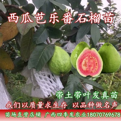 台湾四季结果南北方种植番石榴苗