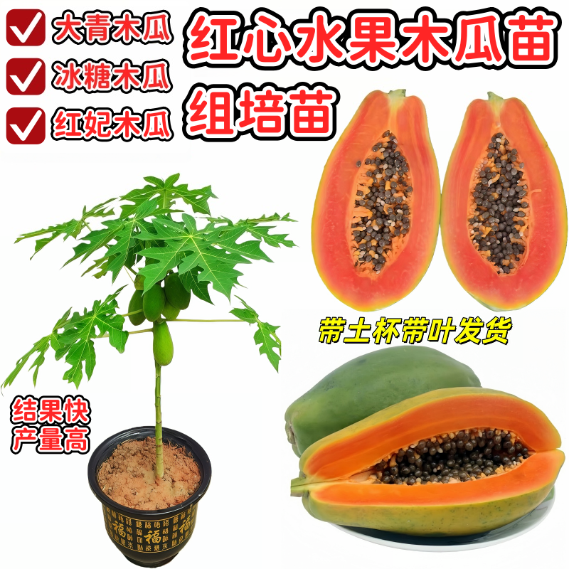 广西红心木瓜苗冰糖木瓜苗当年结果木瓜树苗四季盆栽地栽南方种植,鲜花速递/花卉仿真/绿植园艺,果树,淘宝优惠券,粉丝福利购,淘宝优惠卷