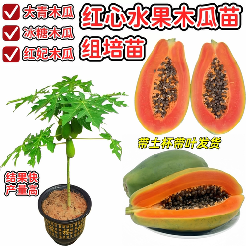 红心冰糖木瓜苗四季品种木瓜树苗