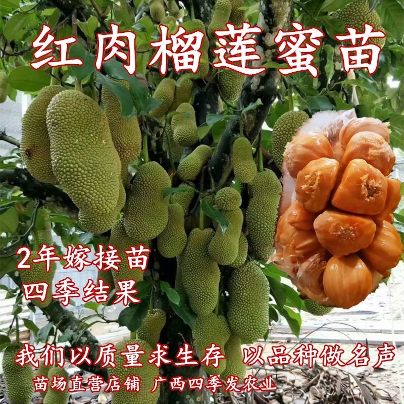 正宗红肉榴莲蜜苗嫁接榴莲蜜苗带土带叶海南榴莲蜜果树苗庭院盆栽