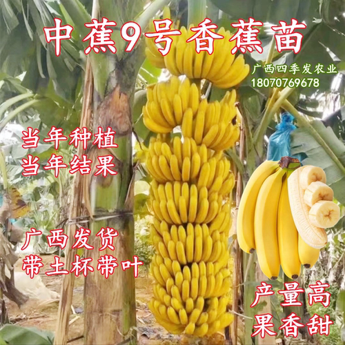 中蕉9号香蕉苗常绿高产当年结果