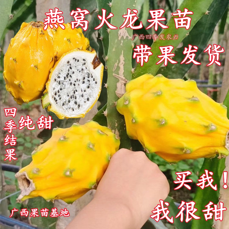 广西正宗燕窝火龙果嫁接苗四季结果黄皮火龙果苗阳台庭院盆栽果树