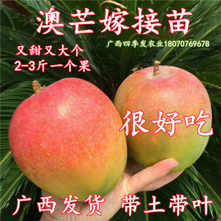 澳芒果树苗嫁接特大澳芒果苗蜜甜矮化结果南北方阳台庭院盆栽带土