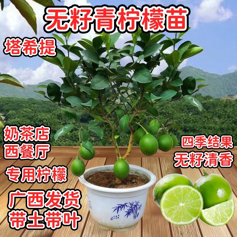 无籽青柠檬树苗四季当年结果嫁接柠檬苗高产阳台盆栽带土柠檬树苗