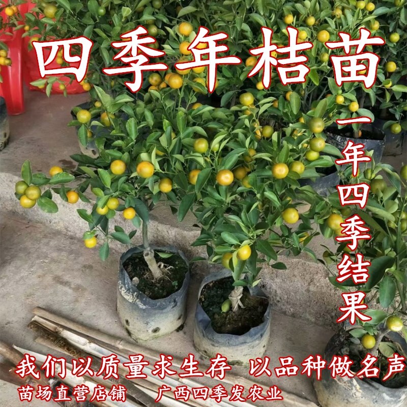 四季桔子树苗年桔苗嫁接苗四季结果盆栽带果盆桔苗四季桔室内盆栽