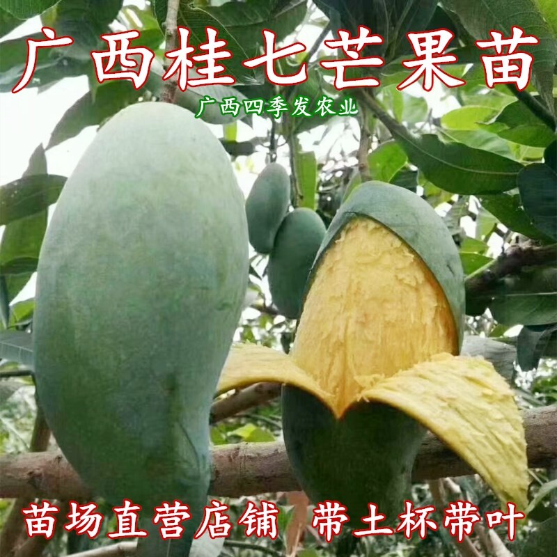 桂七芒树苗芒果树嫁接苗纯甜大青芒果南北方种植盆栽地栽当年结果