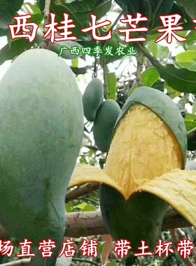 桂七芒树苗芒果树纯甜种植盆栽
