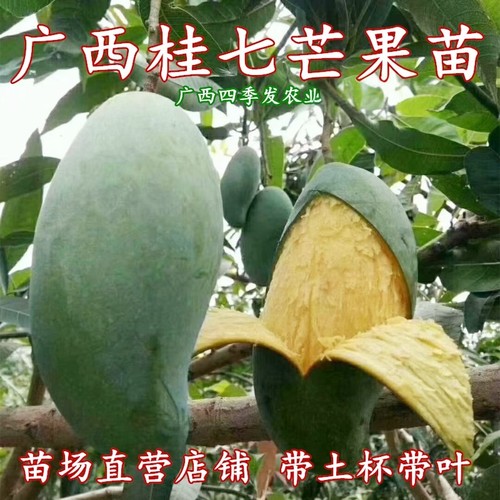 桂七芒树苗芒果树纯甜种植盆栽