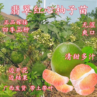 翡翠红心柚子苗嫁接四季青皮柚子树苗当年结果庭院盆栽带土带叶发