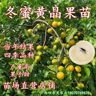 黄晶果苗树黄晶果苗冬蜜黄晶苗四季结果南北方庭院盆栽地栽果树苗