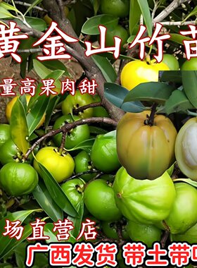 正宗广西岭南果蜜盆栽地栽山竹苗