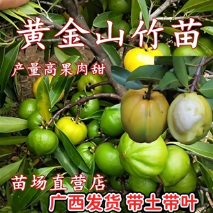 正宗广西岭南山竹苗黄金山竹苗山竹树苗当年结果蜜甜庭院盆栽地栽