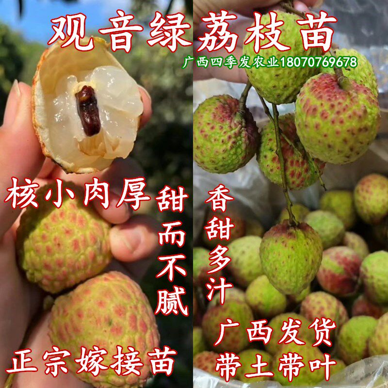 挂绿荔枝苗观音绿荔枝树苗清甜核小庭院阳台庭院果园盆栽带土