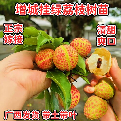 增城挂绿荔枝苗清甜核小嫁接荔枝