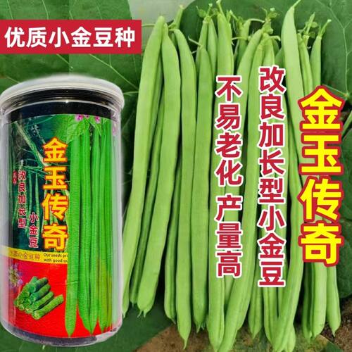金玉传奇小金豆种子高产早熟四季豆种子云南小嫩豆种子红花架豆种