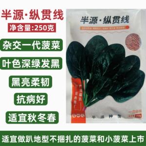 半源纵贯线菠菜种子秋冬春耐寒越冬菠菜种子抗病好黑亮柔韧小菠菜
