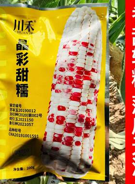 晶彩甜糯甜糯玉米种子大棒型黏玉米种香甜彩色花甜糯米玉米种籽