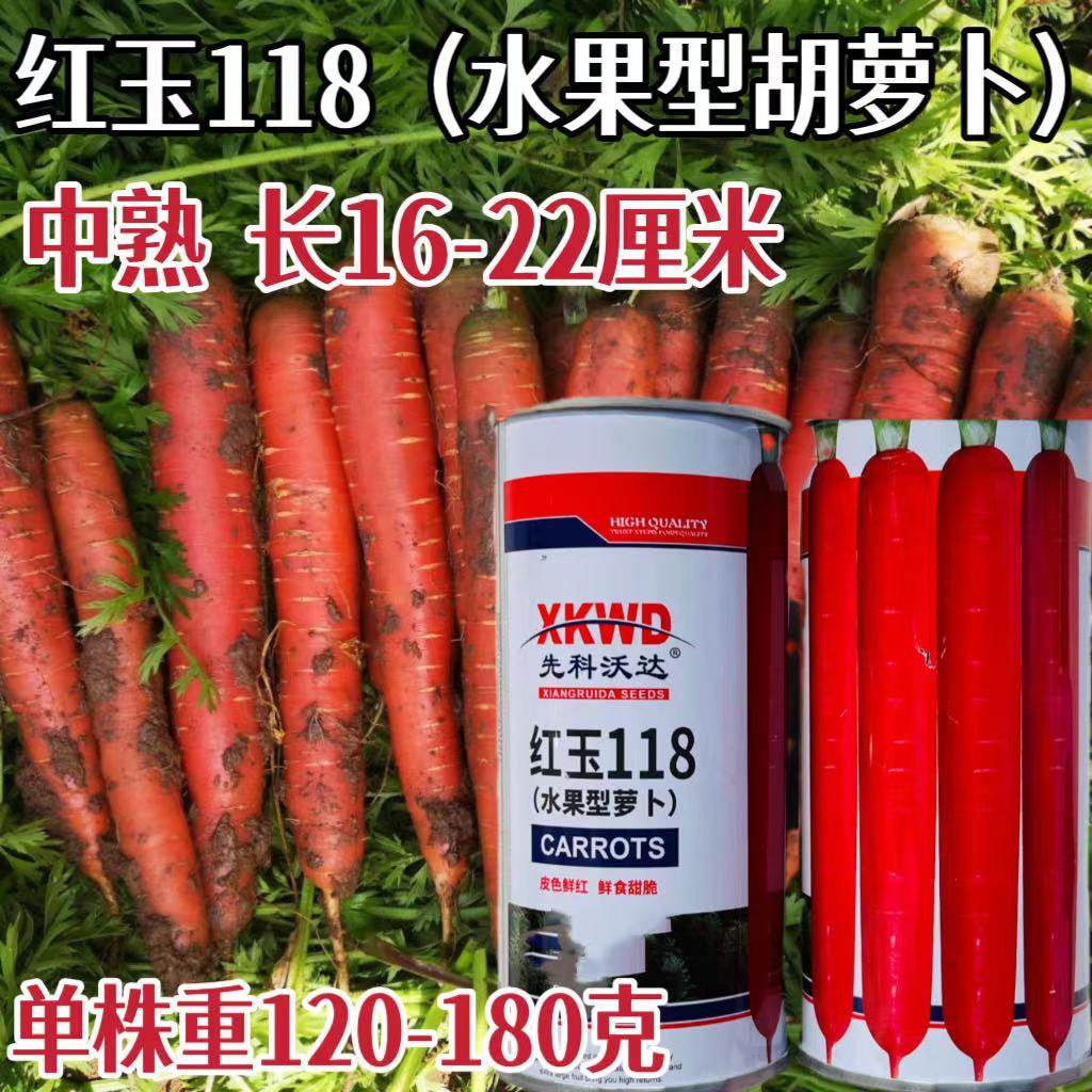 红玉118胡萝卜种子水果萝卜种籽大田高产红胡萝卜籽耐寒耐热抗病