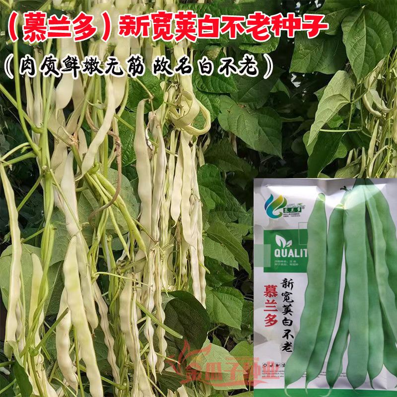 新宽荚白不老架豆无纤维耐老化