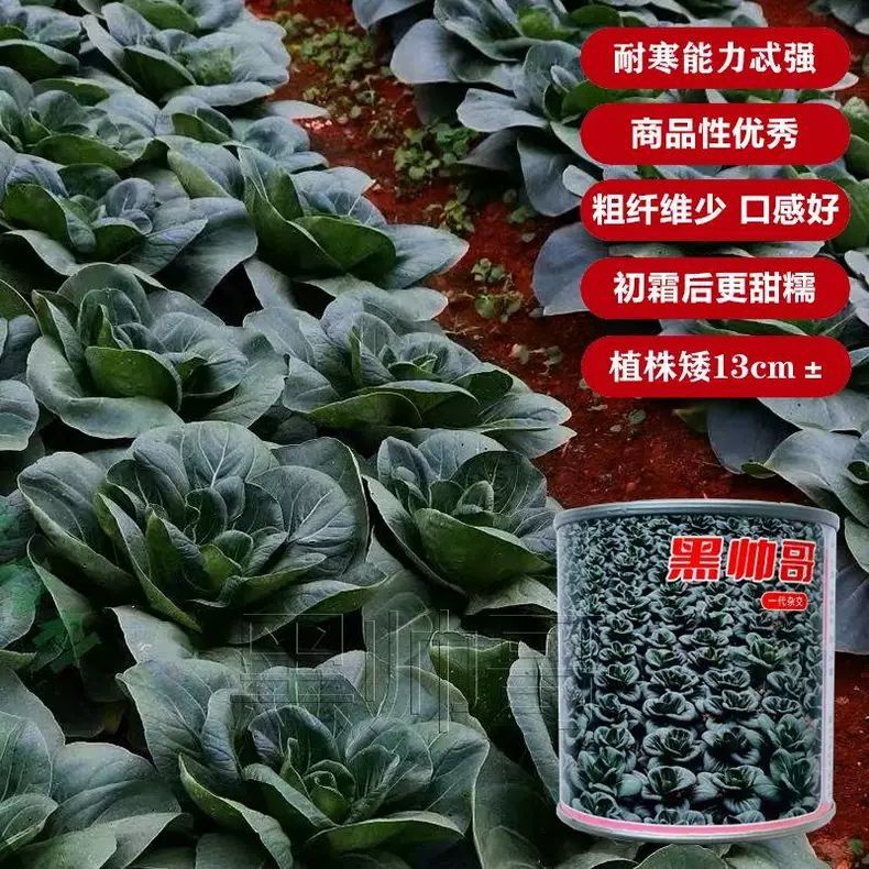 黑叶苏州青种子黑帅哥青梗菜种子矮脚高产耐热耐寒叶黑青梗菜种子