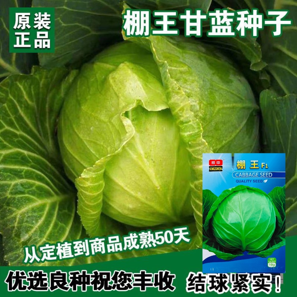 棚王甘蓝种子包心菜卷心菜包菜种籽秋播耐寒高产蔬菜种子孑大田播