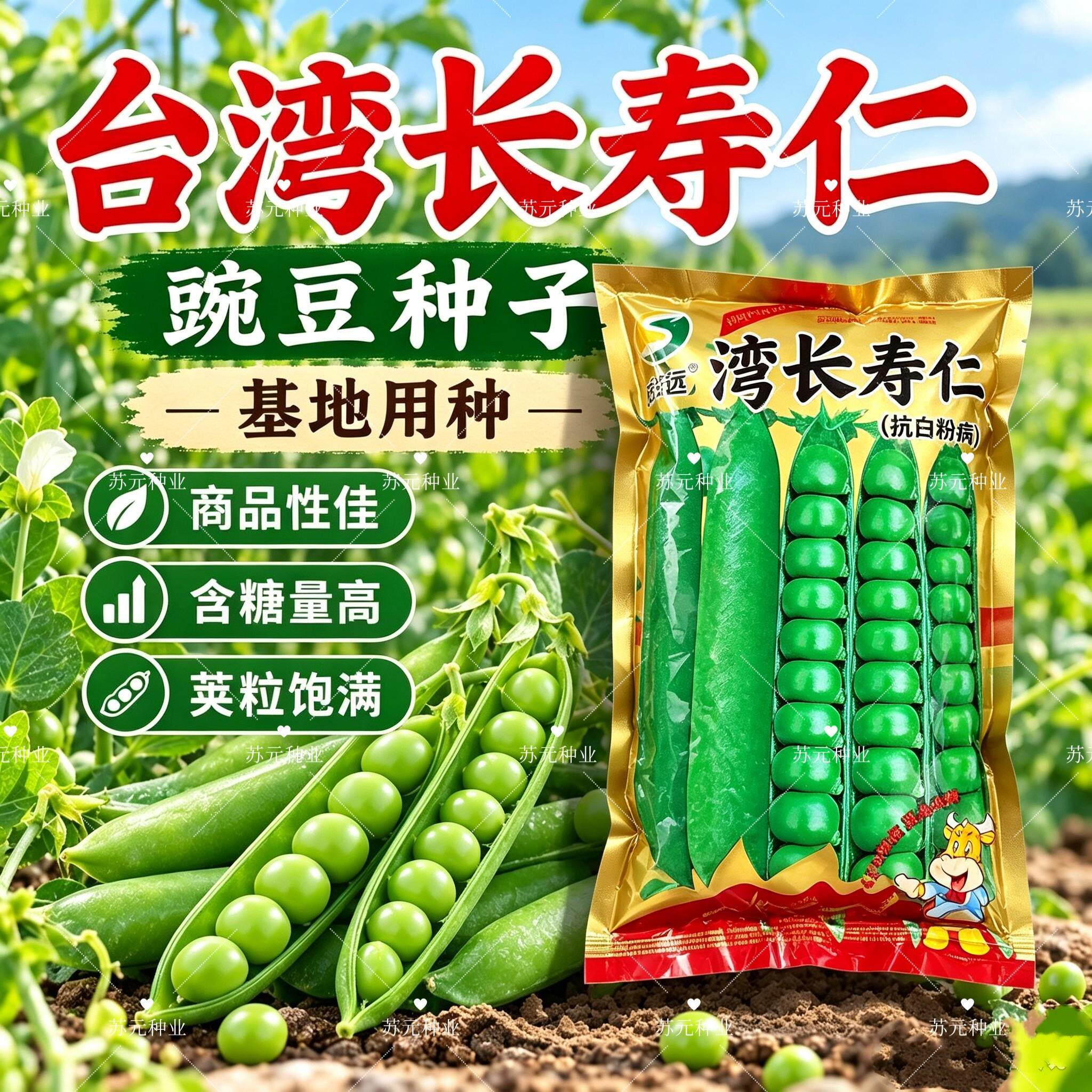 盛丰远台湾长寿仁半蔓形豌豆种子白花绿荚味甜抗白粉病大荚豌豆大