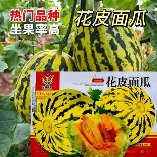 花皮面瓜种子老品种面瓜种籽黄皮黑皮露地生吃甜瓜种籽香瓜四季播