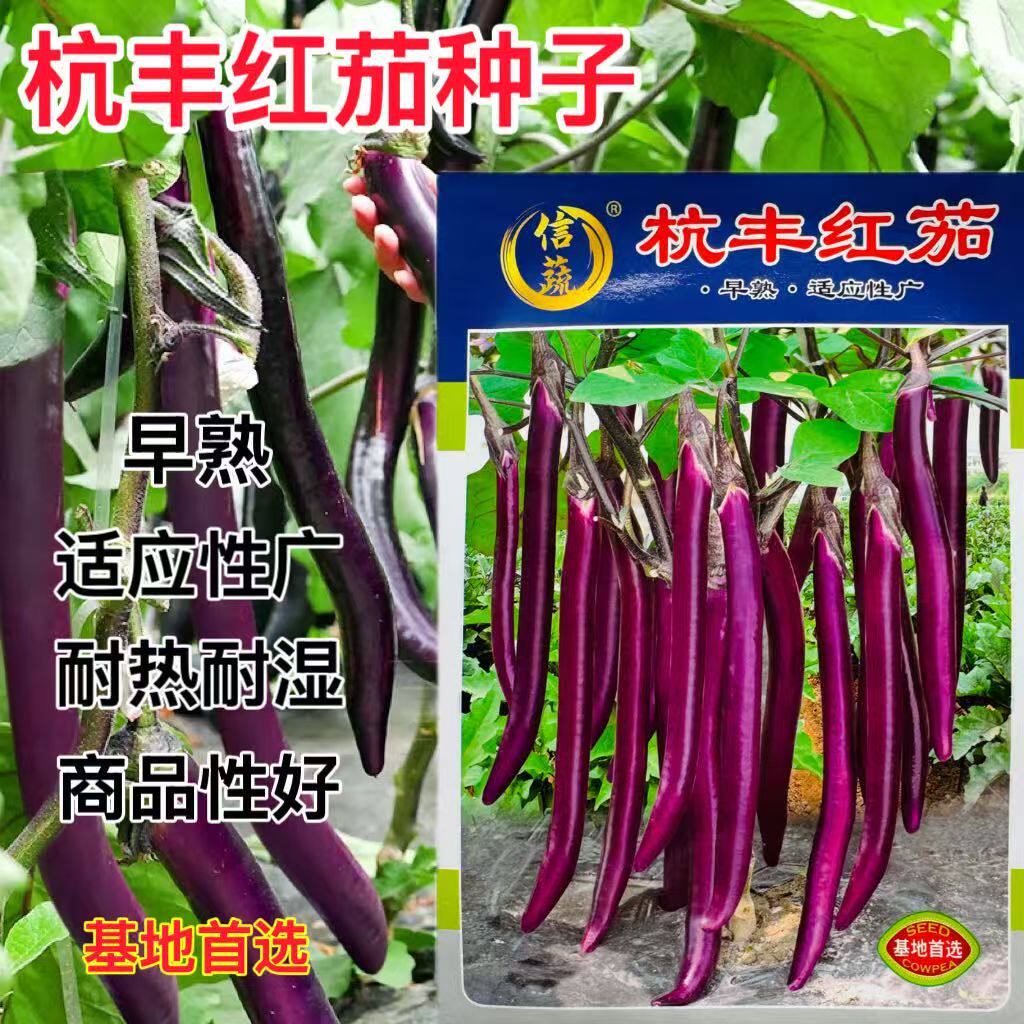 杭丰红茄早熟紫红长茄子种子 果实顺直外观秀丽 耐热耐湿适应性广
