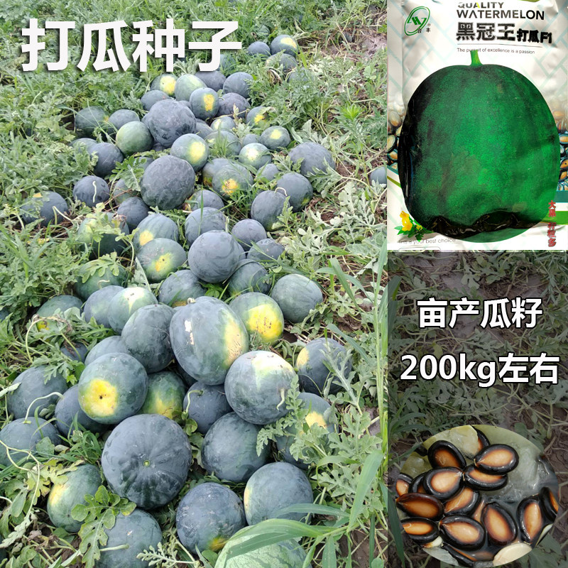 黑冠王打瓜种子大片西瓜子种籽产籽西瓜南瓜高产食籽春夏瓜蒌种子