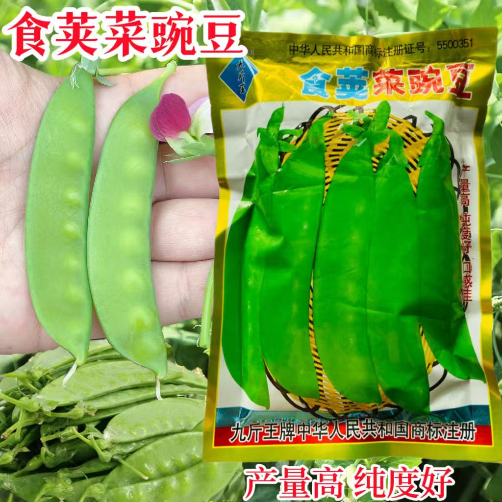 食荚菜豌豆种子风味独特纤维少结果力强高产抗病农家春秋播蔬菜孑