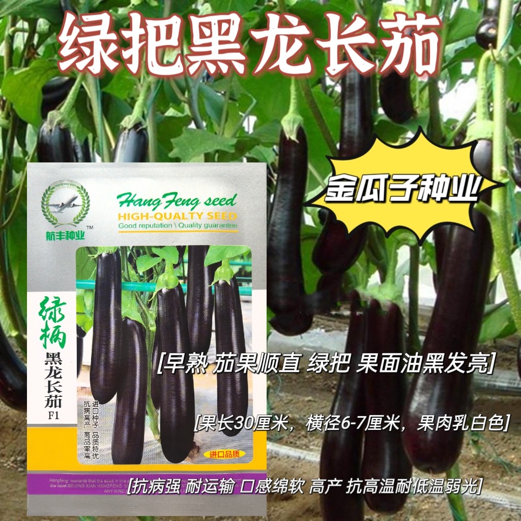 航丰种业黑金刚茄子种子绿把绿萼果肉白色果型顺直墨黑色茄子种籽