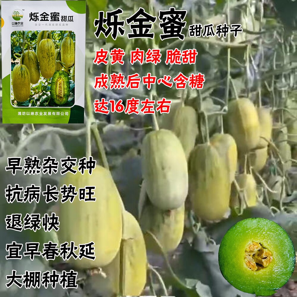 烁金蜜甜瓜种子高糖新品种特甜大果黄皮绿肉甜瓜种籽转黄快抗裂好