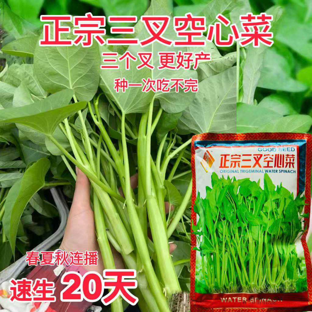 正宗三叉空心菜种子耐热青菜新鲜当季蔬菜种籽通心菜蕹菜多次采收