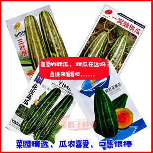 花皮酥菜瓜种籽烧瓜梢瓜烧瓜酥种籽花皮甜瓜种子春秋播香瓜种籽孑