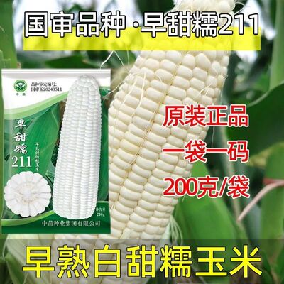 早甜糯211玉米种子早熟白甜糯甜加糯玉米种籽矮杆大棒好吃春夏种