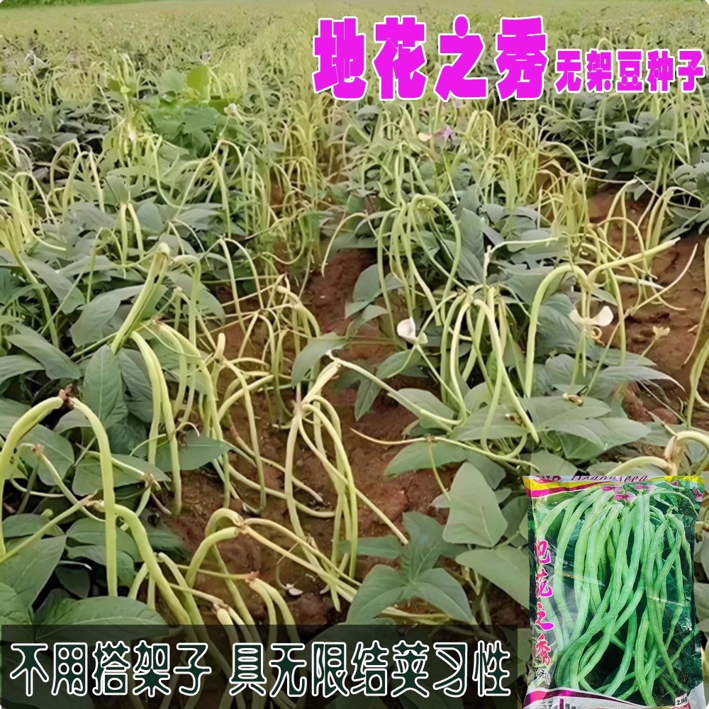 地花之秀无架长豆角种子矮生不搭架长豇豆四季摘不败地豆蔬菜种子