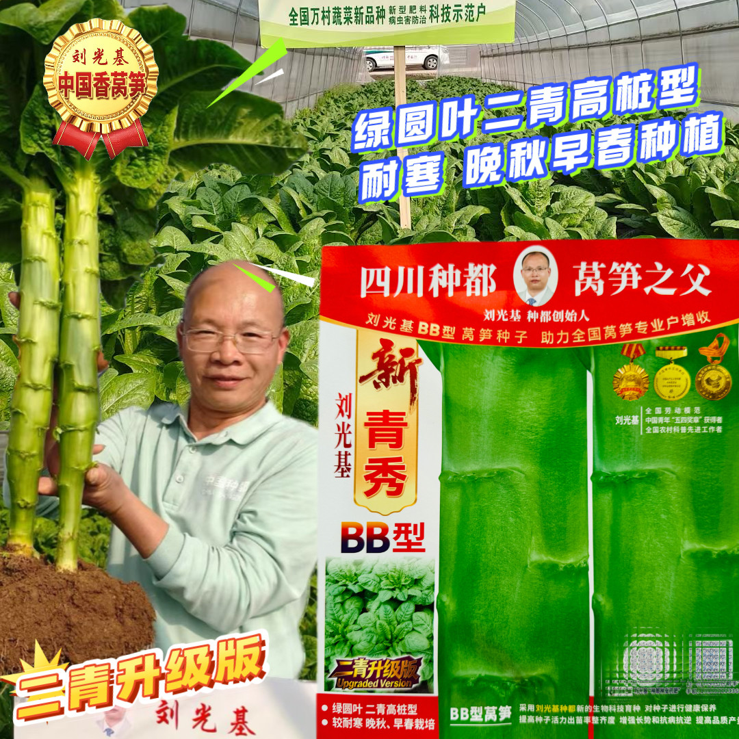 四川种都新青秀BB型莴笋绿圆叶二青升级三青皮莴笋种子长棒型莴笋